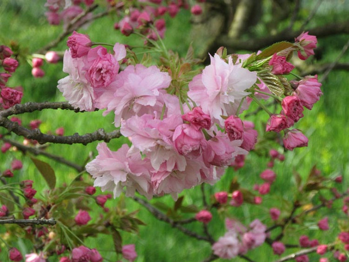 Pink Star Flowering Cherry Tree Best Flower Site